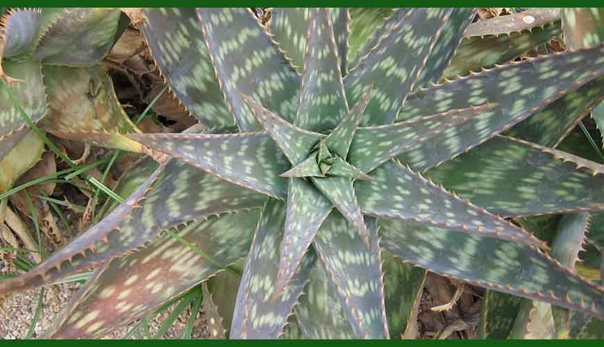 variedades de aloe vera 